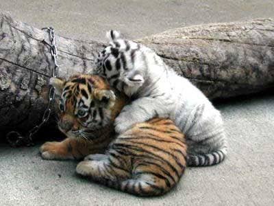 来年の干支🐯色んな虎を貼っていきましょう