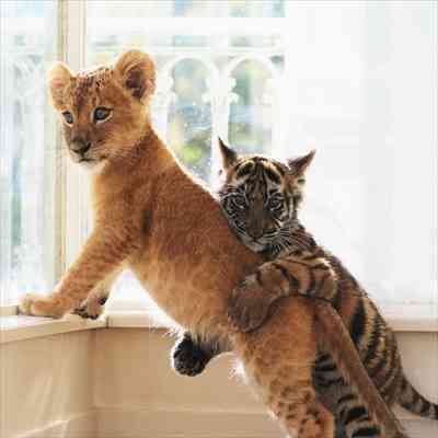 来年の干支🐯色んな虎を貼っていきましょう