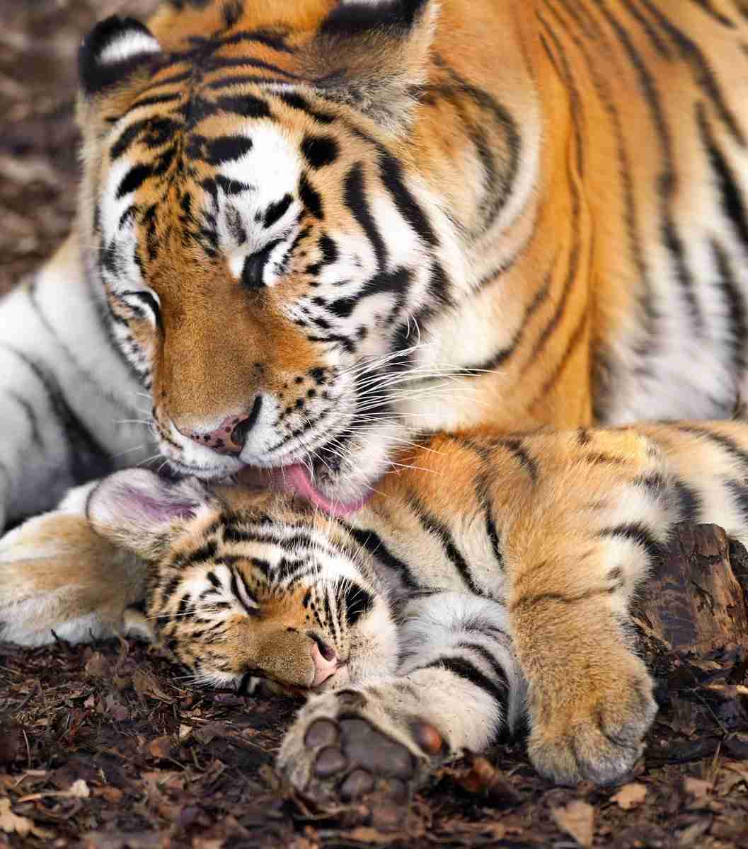来年の干支🐯色んな虎を貼っていきましょう