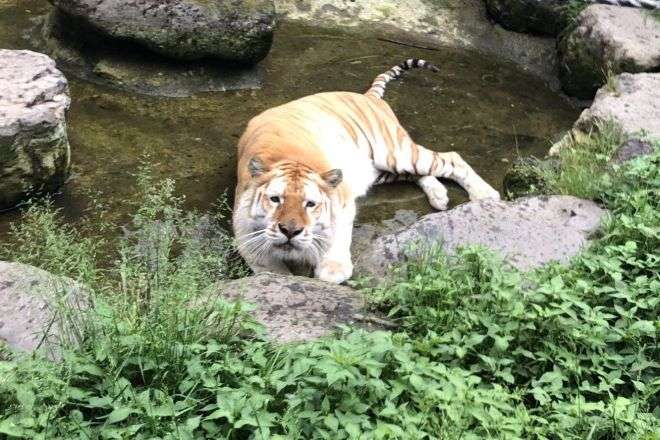 来年の干支🐯色んな虎を貼っていきましょう