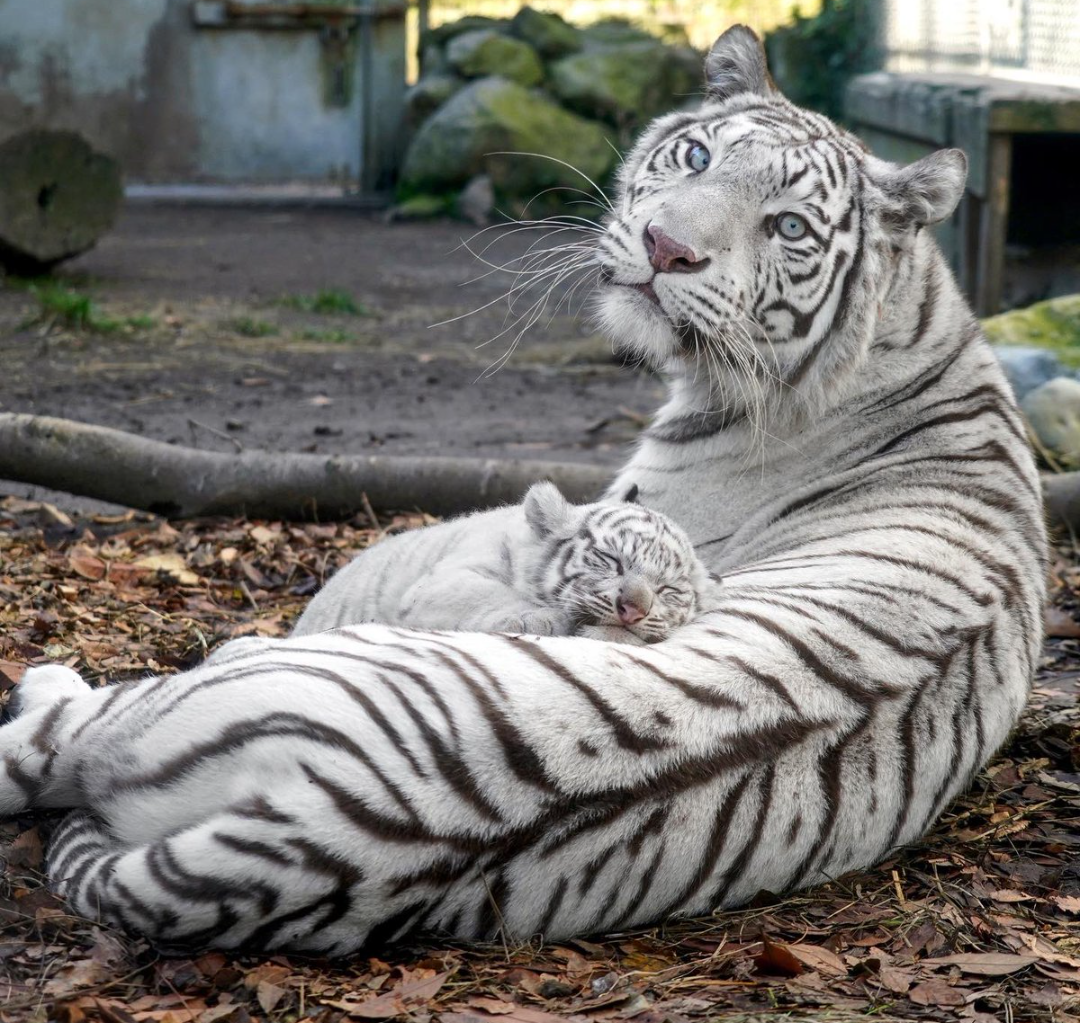 来年の干支🐯色んな虎を貼っていきましょう