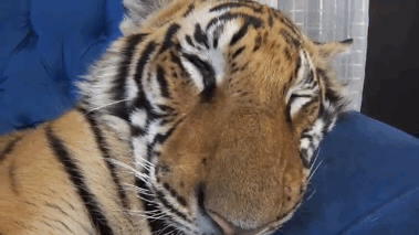 来年の干支🐯色んな虎を貼っていきましょう