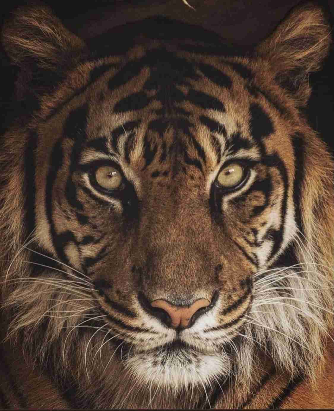 来年の干支🐯色んな虎を貼っていきましょう