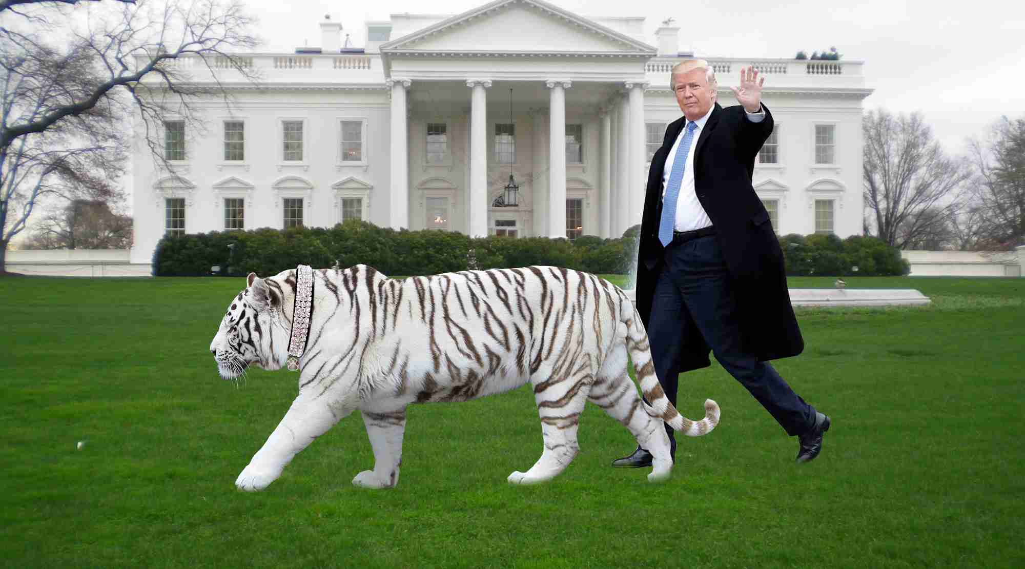 来年の干支🐯色んな虎を貼っていきましょう
