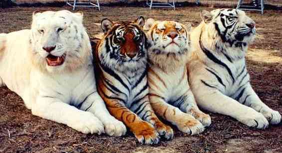 来年の干支🐯色んな虎を貼っていきましょう