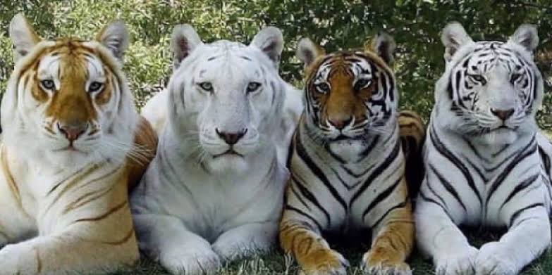 来年の干支🐯色んな虎を貼っていきましょう