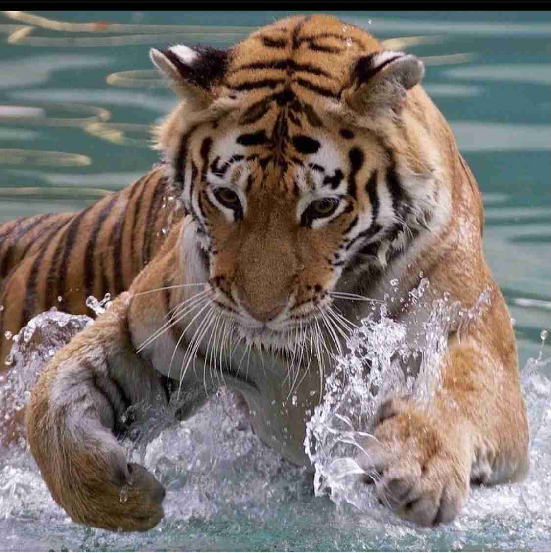 来年の干支🐯色んな虎を貼っていきましょう