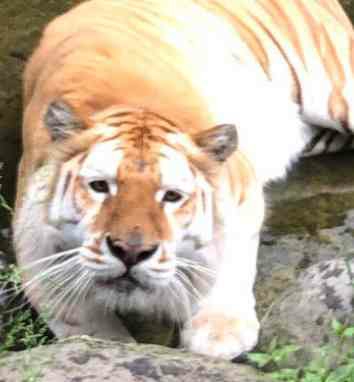 来年の干支🐯色んな虎を貼っていきましょう