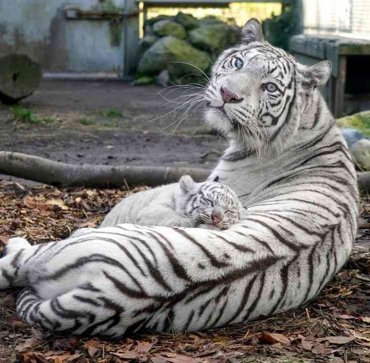 来年の干支🐯色んな虎を貼っていきましょう