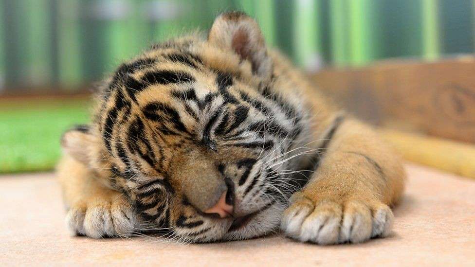 来年の干支🐯色んな虎を貼っていきましょう