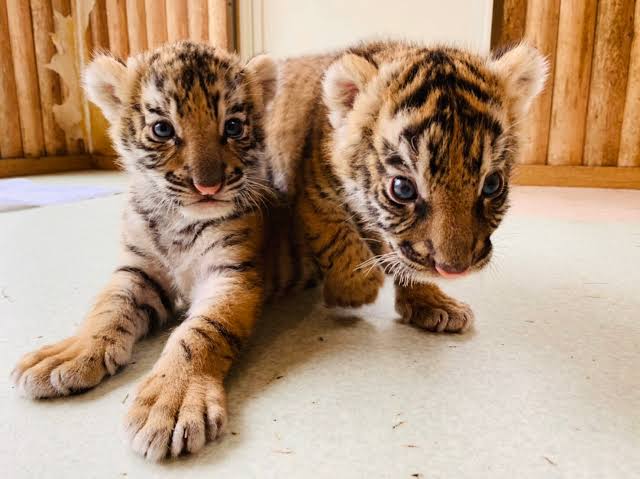 来年の干支🐯色んな虎を貼っていきましょう