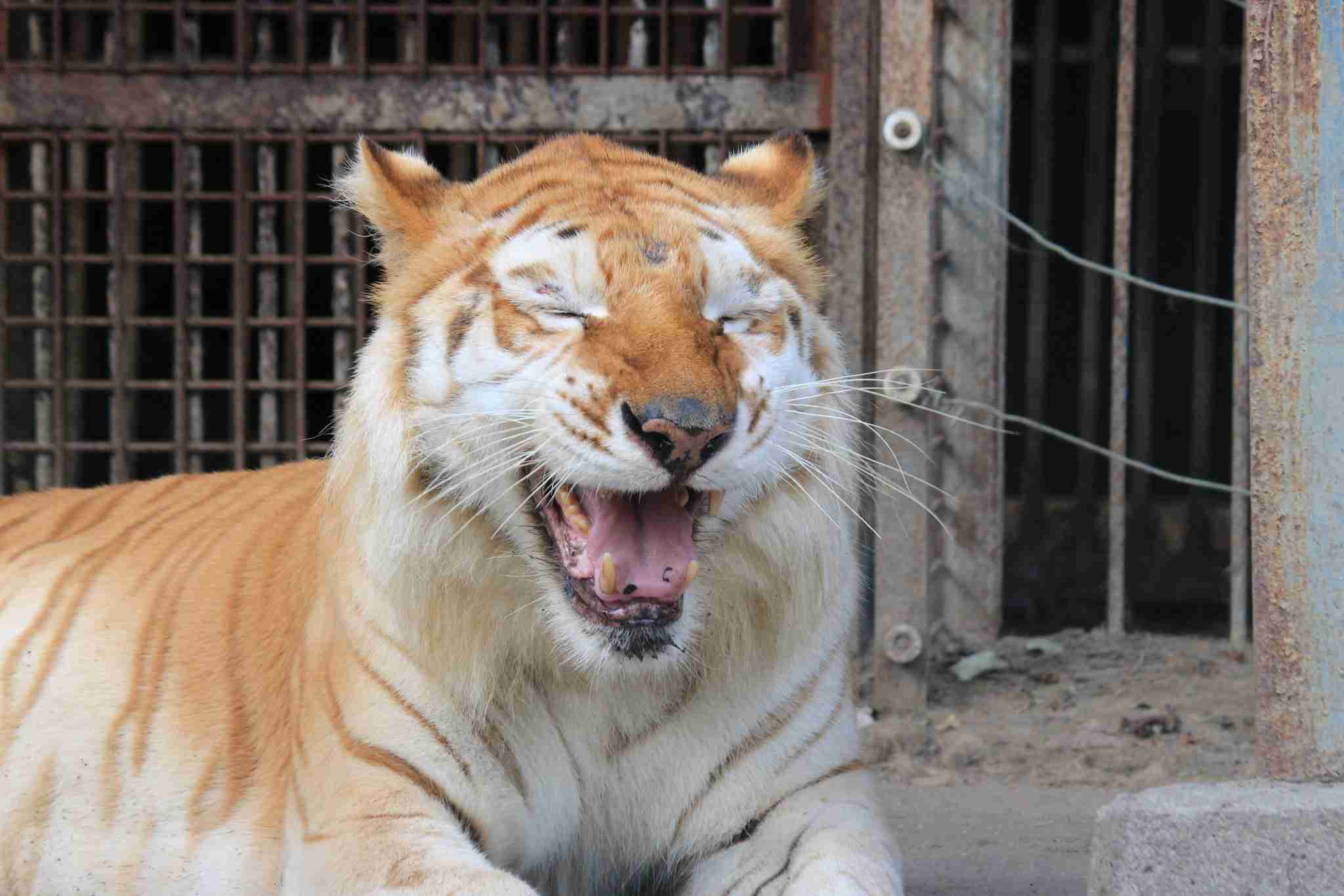 来年の干支🐯色んな虎を貼っていきましょう