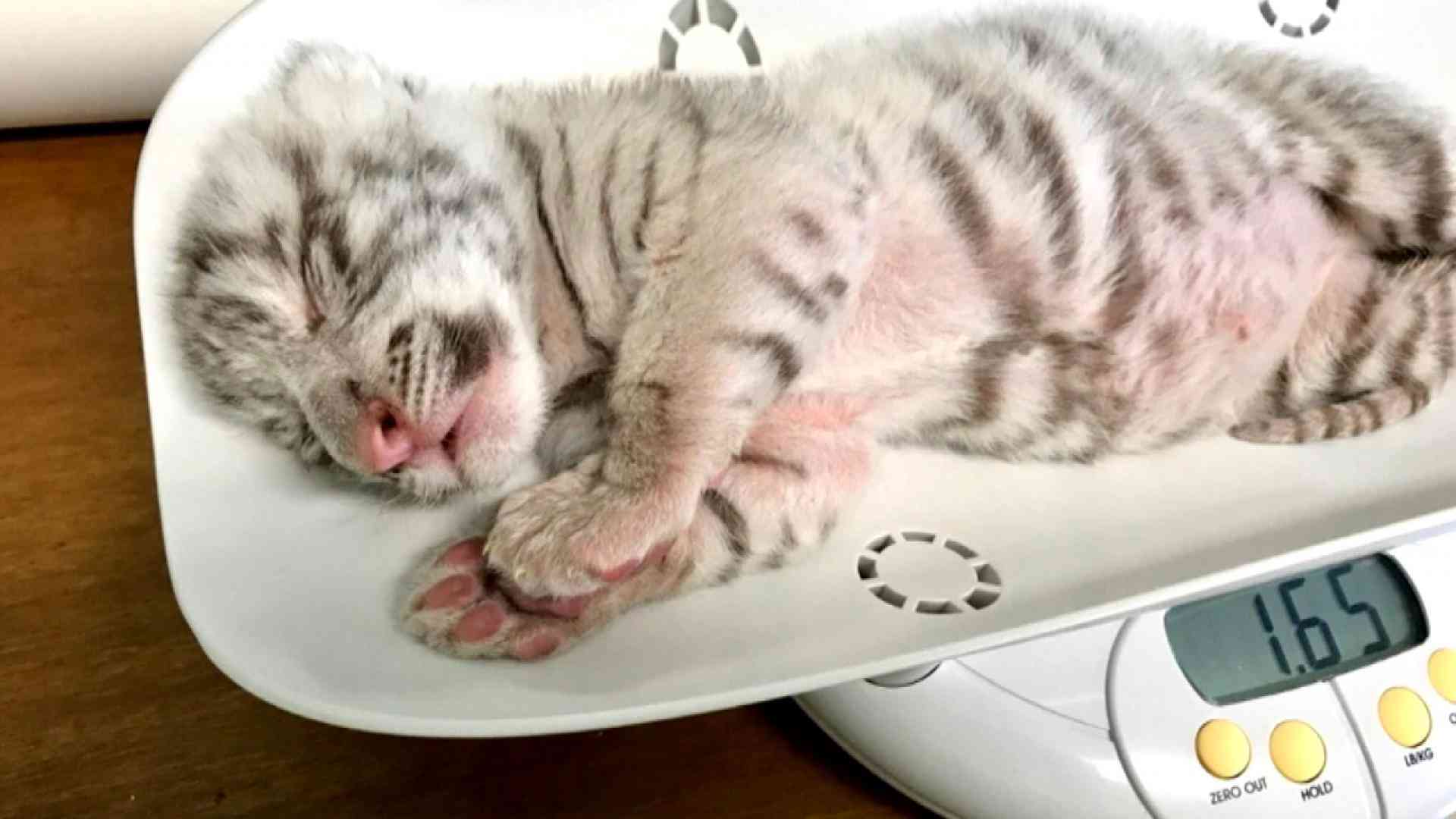 来年の干支🐯色んな虎を貼っていきましょう