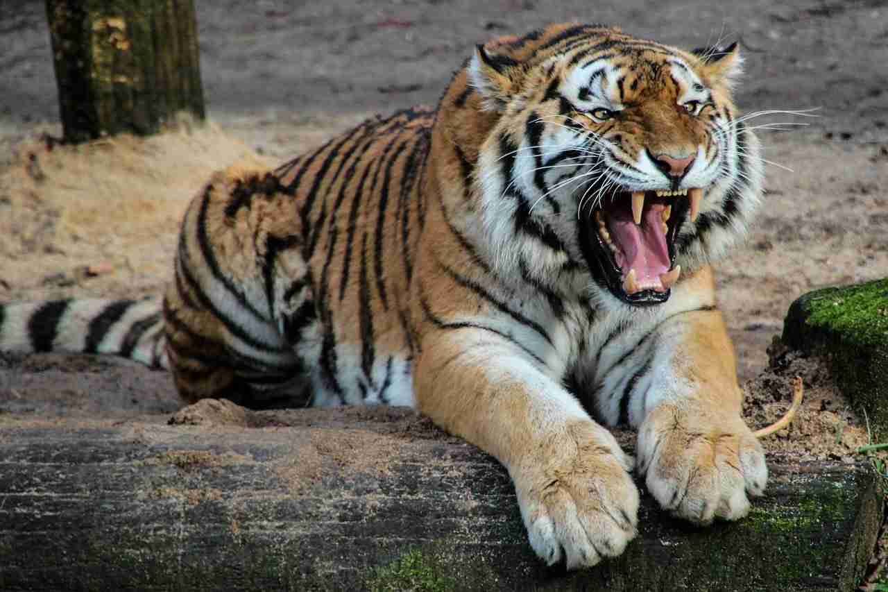 来年の干支🐯色んな虎を貼っていきましょう