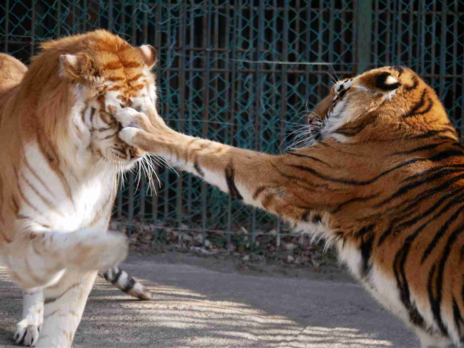 来年の干支🐯色んな虎を貼っていきましょう