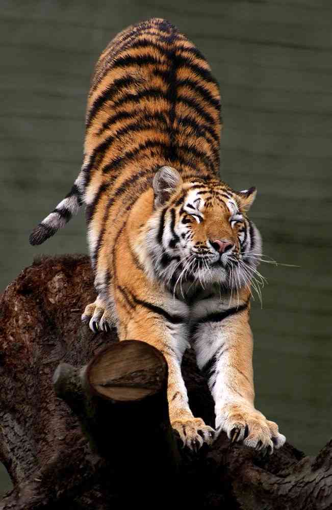 来年の干支🐯色んな虎を貼っていきましょう