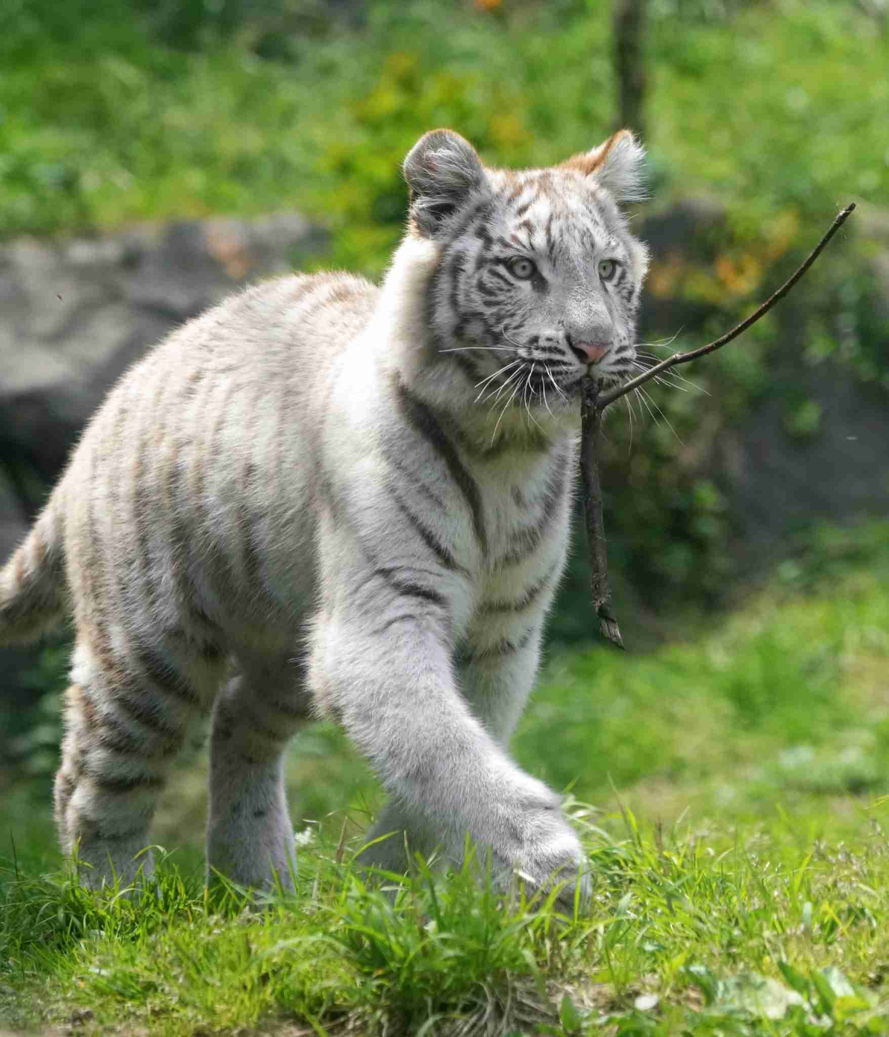 来年の干支🐯色んな虎を貼っていきましょう