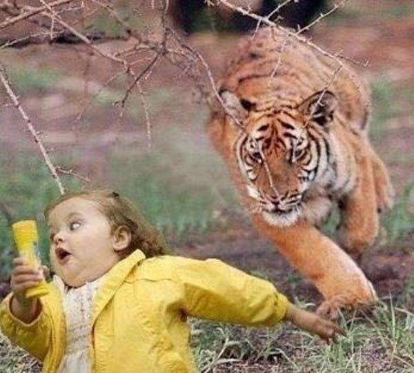 来年の干支🐯色んな虎を貼っていきましょう