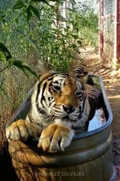 来年の干支🐯色んな虎を貼っていきましょう