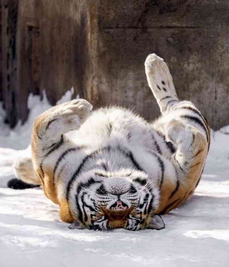 来年の干支🐯色んな虎を貼っていきましょう