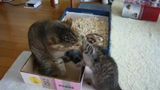 来年の干支🐯色んな虎を貼っていきましょう