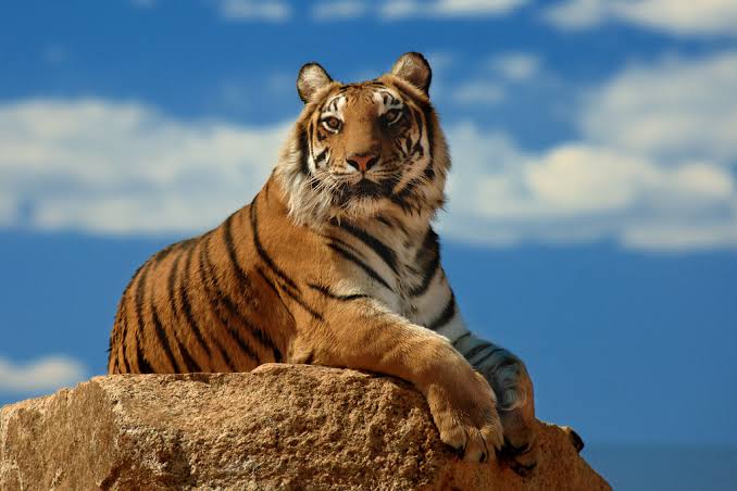来年の干支🐯色んな虎を貼っていきましょう