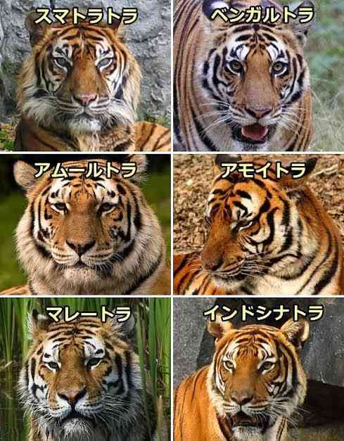 来年の干支🐯色んな虎を貼っていきましょう