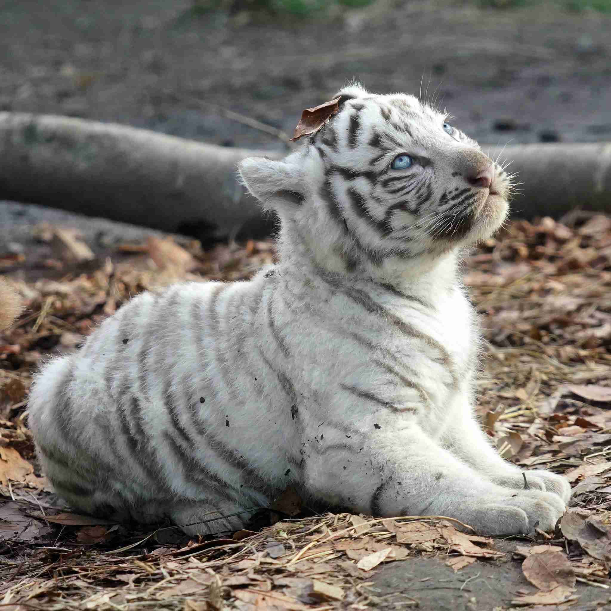 来年の干支🐯色んな虎を貼っていきましょう
