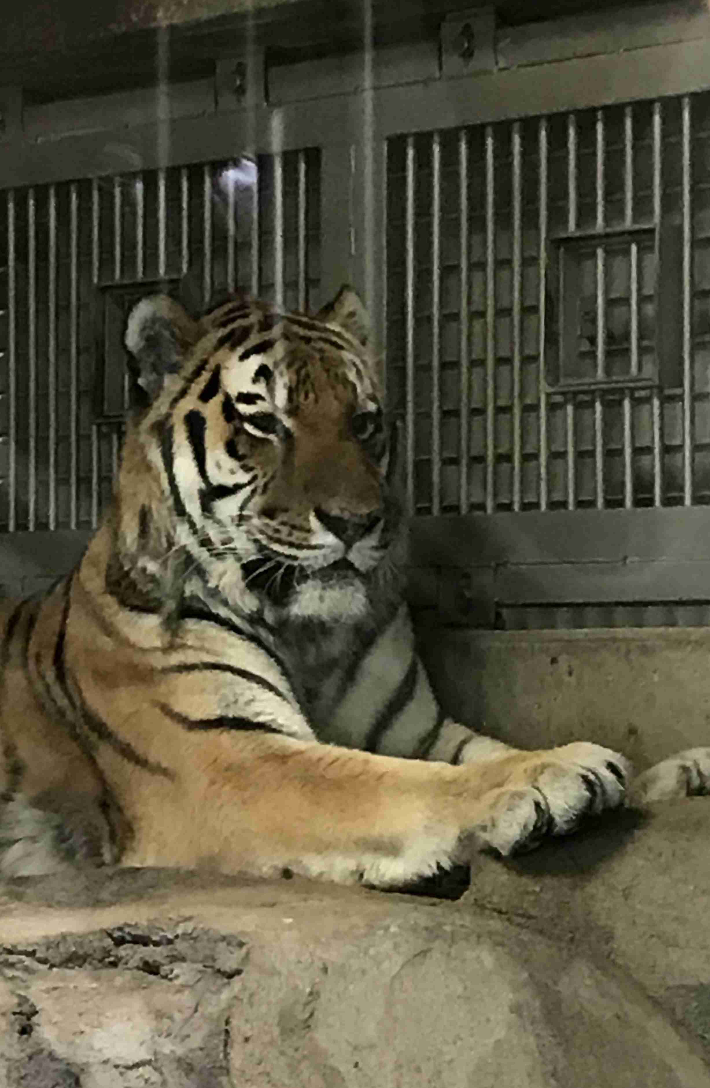 来年の干支🐯色んな虎を貼っていきましょう