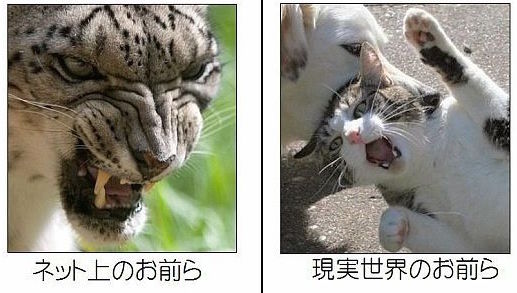 来年の干支🐯色んな虎を貼っていきましょう