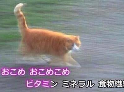 何度見てもじわじわくる画像part8