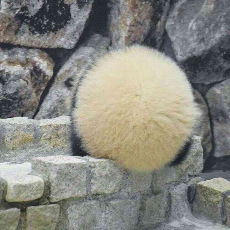可愛すぎる写真集『パンけつ』 パンダのおしりにときめきが止まらない