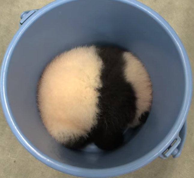 可愛すぎる写真集『パンけつ』 パンダのおしりにときめきが止まらない