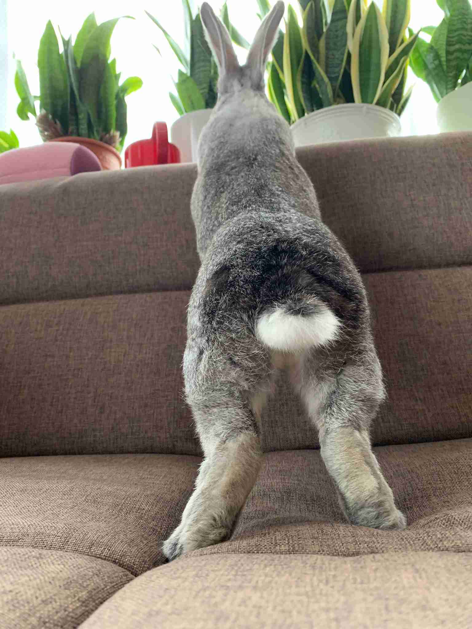 可愛すぎる写真集『パンけつ』 パンダのおしりにときめきが止まらない