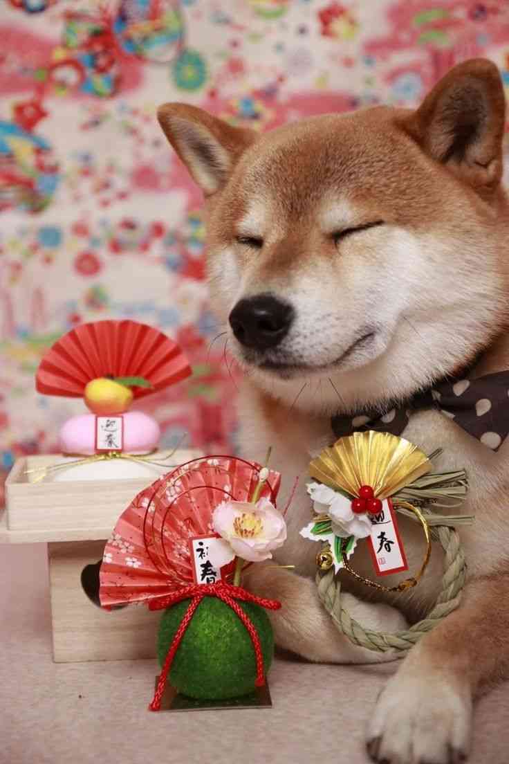 来年楽しみなこと