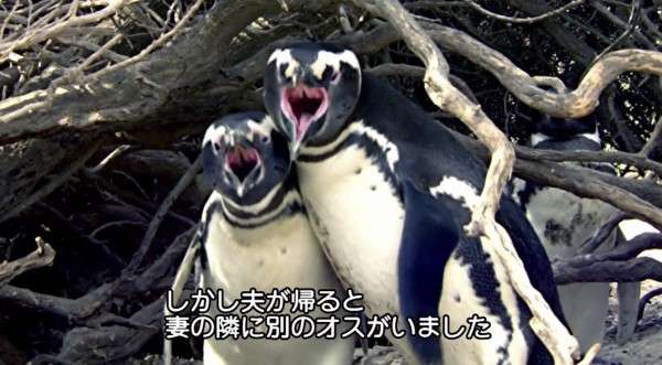 動物に関する知識を披露するトピ