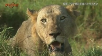 動物に関する知識を披露するトピ