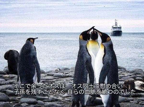 動物に関する知識を披露するトピ