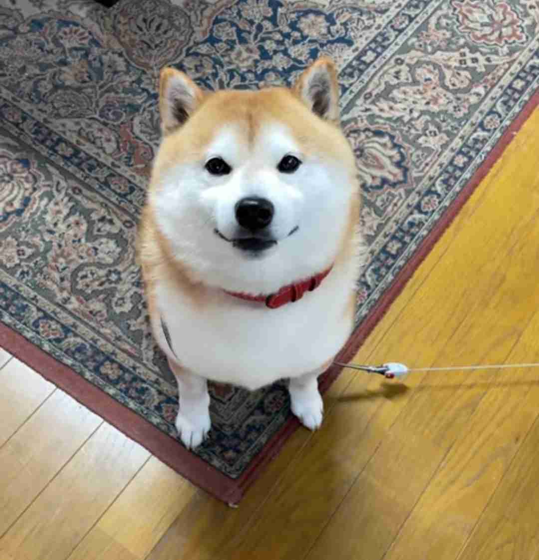 動物に関する知識を披露するトピ
