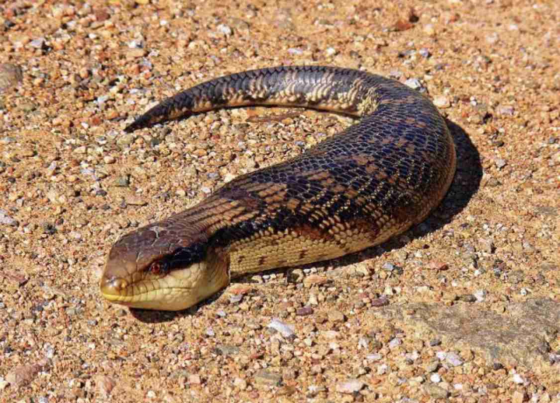河童の正体は何だと思う？