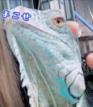 出来るなら飼ってみたい動物