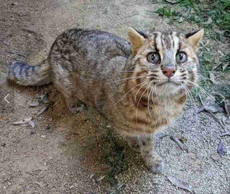 出来るなら飼ってみたい動物