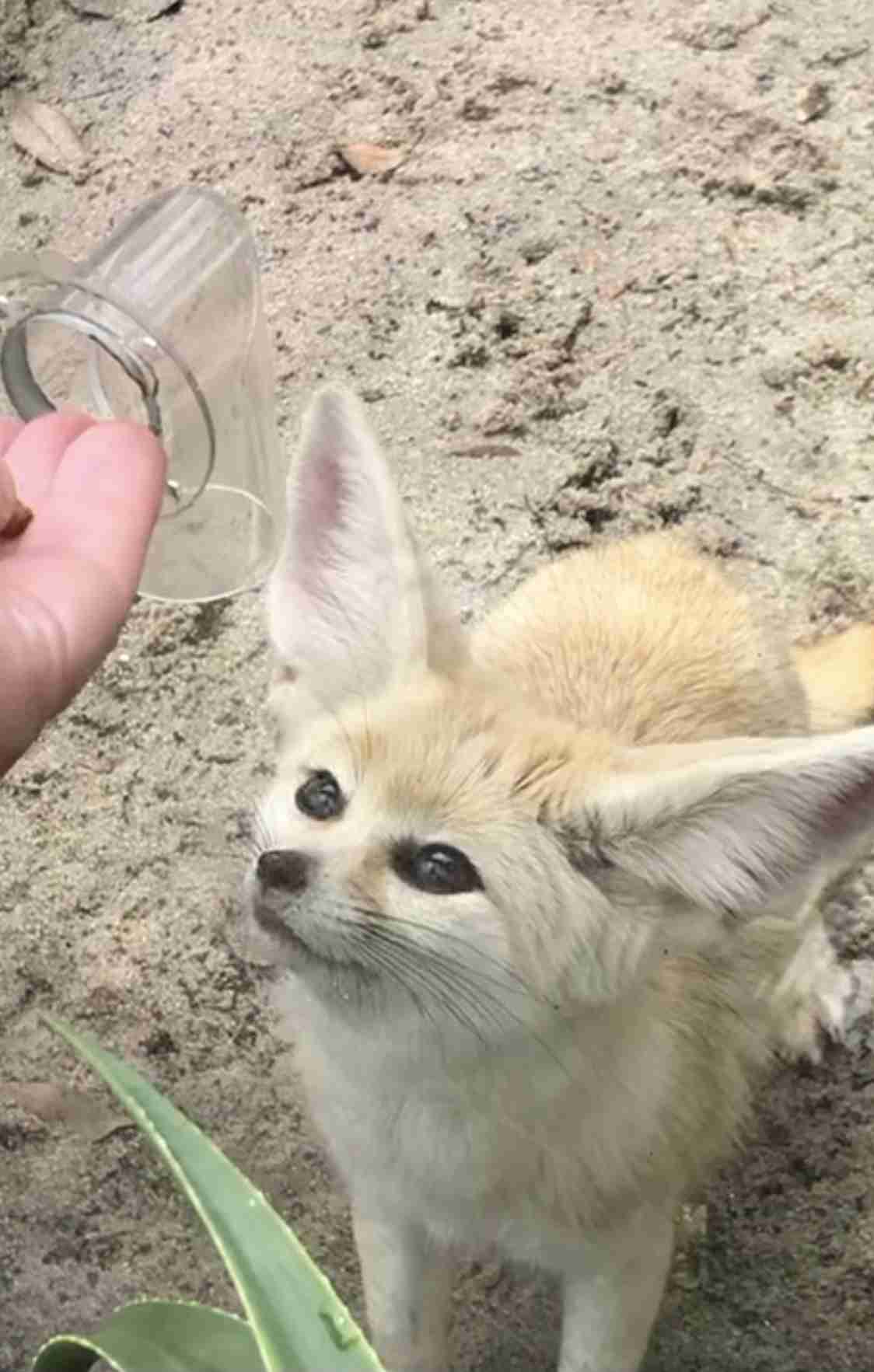 出来るなら飼ってみたい動物