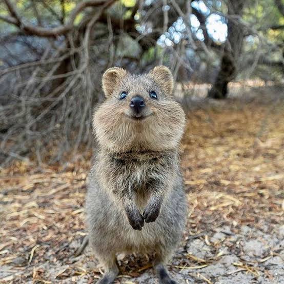 出来るなら飼ってみたい動物