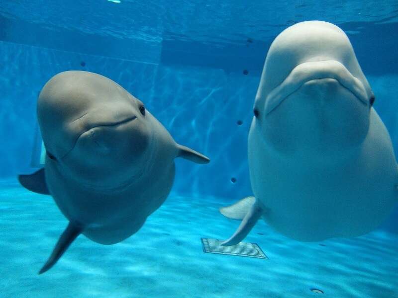 出来るなら飼ってみたい動物