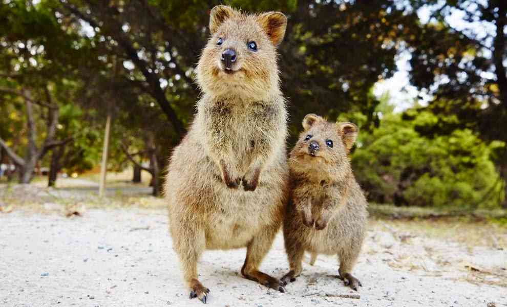 出来るなら飼ってみたい動物