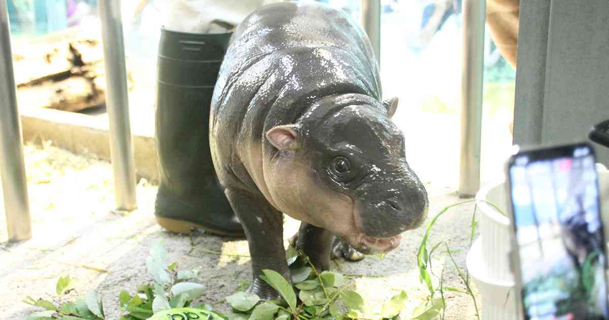 出来るなら飼ってみたい動物