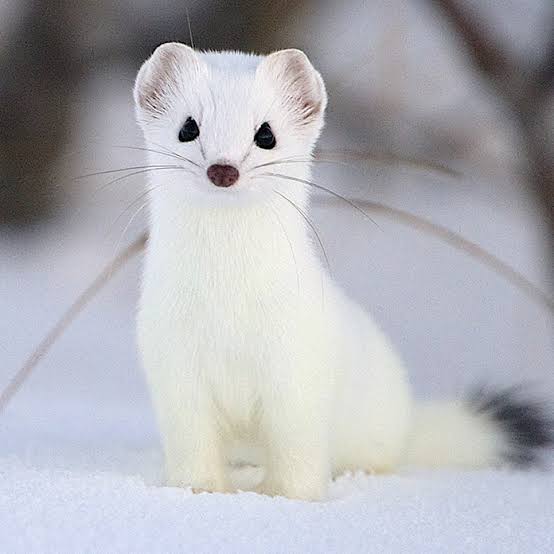 出来るなら飼ってみたい動物