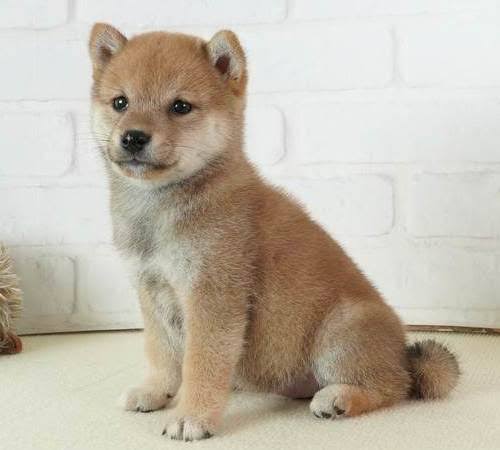出来るなら飼ってみたい動物