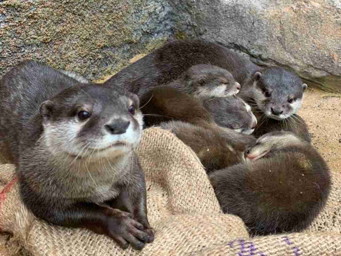 出来るなら飼ってみたい動物